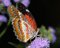 Бабочки- чешуекрылые насекомые- одни из самых восхитительных живых существ, радующих нас своим бесшумным полетом и красотой крыльев.